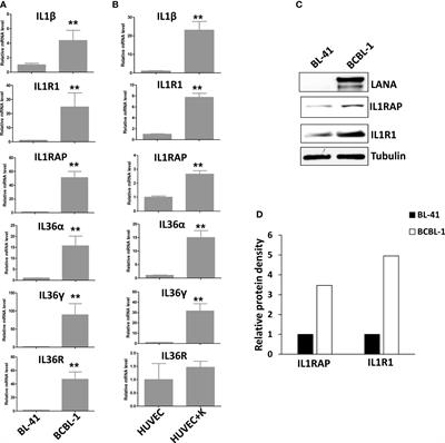 Activation of IL1 signaling molecules by Kaposi’s sarcoma-associated herpesvirus